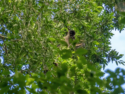 Philippine flying lemur