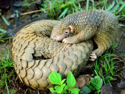 Philippine pangolin