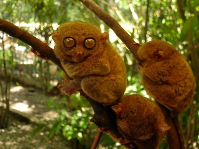 Philippine tarsier