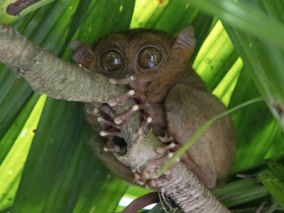 Philippine Tarsier