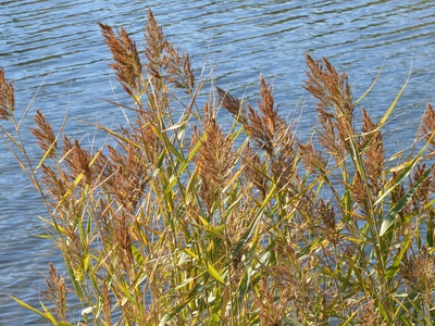Phragmites