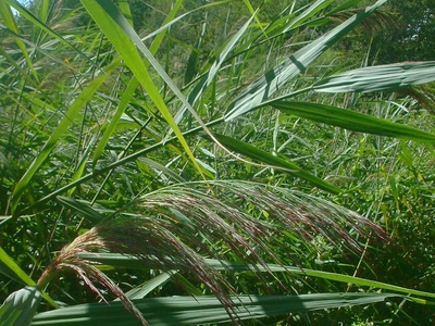 Phragmites