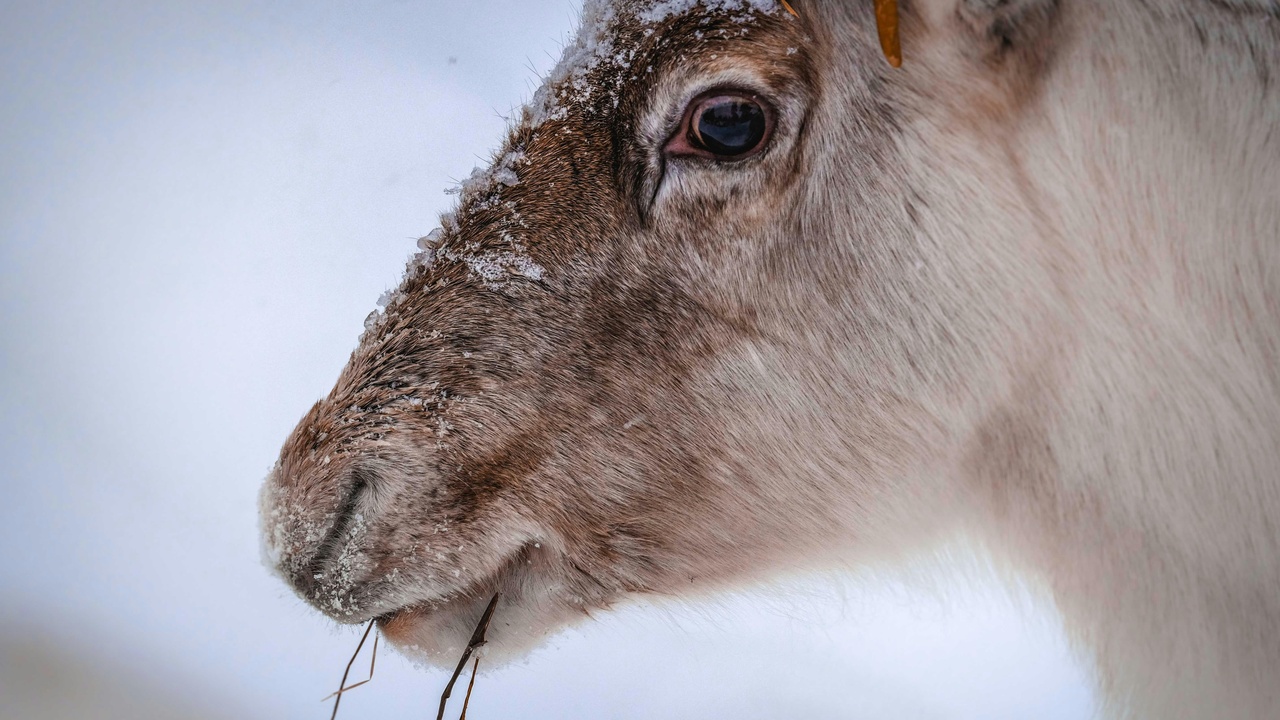 Close-up of reindeer fur and hooves showing seasonal adaptations
