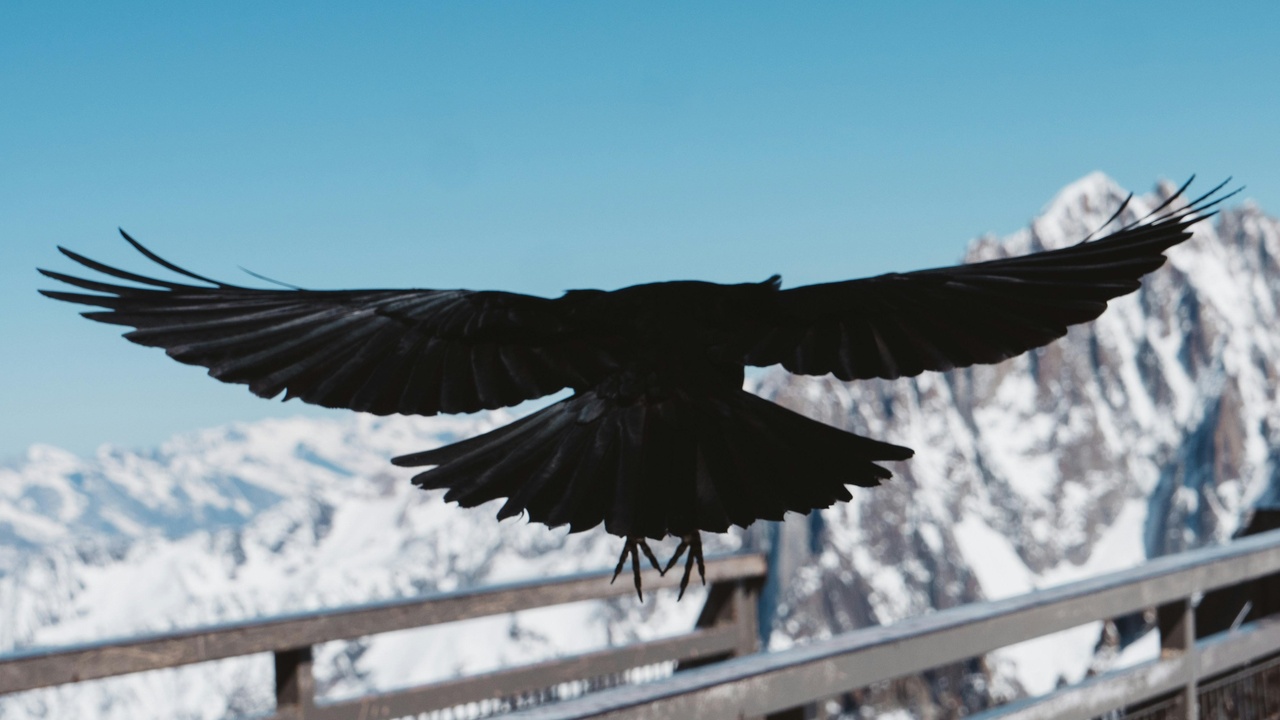 Comparison of raven and crow silhouettes showing size and tail differences