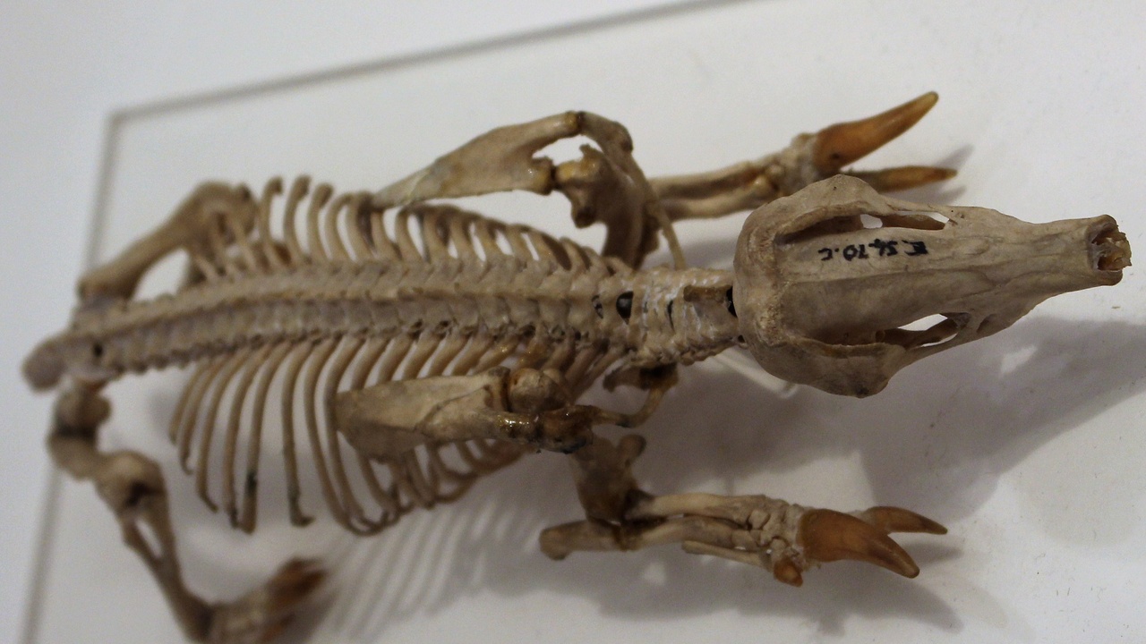 Close-up of a mole snout and forelimbs showing anatomy adapted for digging