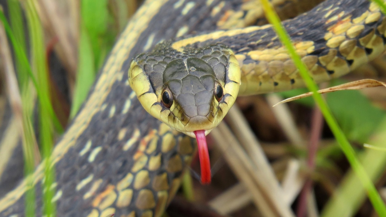 Close-up of a garter snake showing dorsal stripe and keeled scales