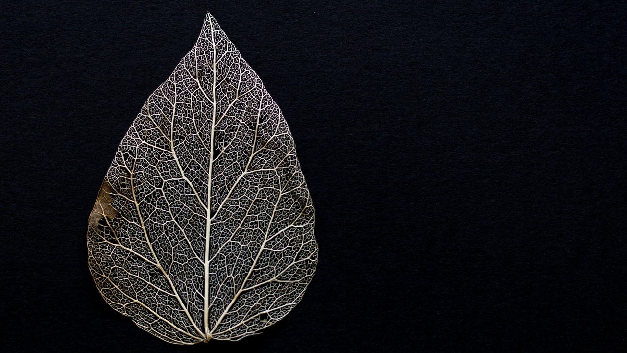 Close-up comparison of elm leaves and ash compound leaves with bark textures