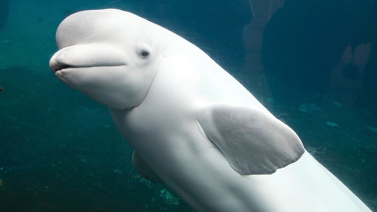 Close-up of an adult beluga whale showing white skin and bulbous forehead (melon) in Arctic waters.
