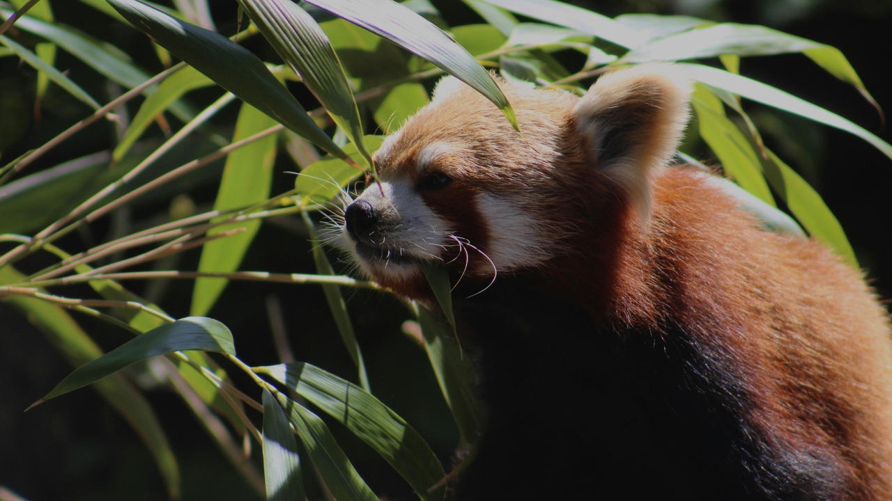 Close-up of red panda showing reddish fur and facial markings