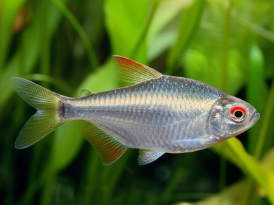 Piaba