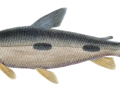 Piapara
