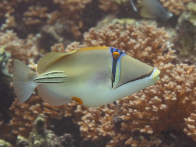 Picasso Triggerfish