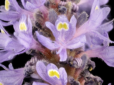 Pickerelweed