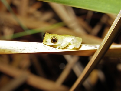 Pickersgill's Reed Frog
