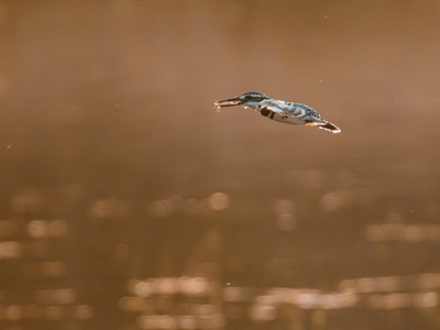 Pied Kingfisher