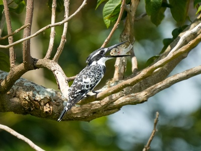 Pied Kingfisher