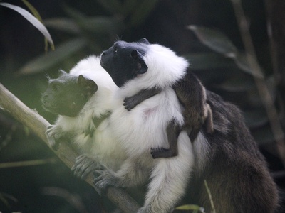 Pied tamarin
