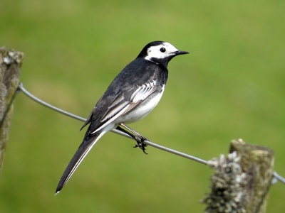 Pied Wagtail