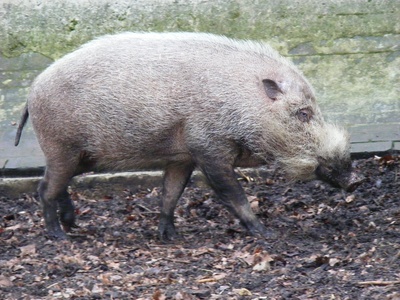 Pig