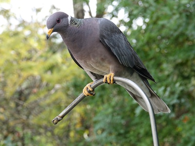 Pigeon