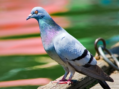 Pigeon