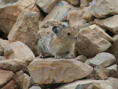 Pika