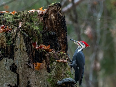 Pileated woodpecker