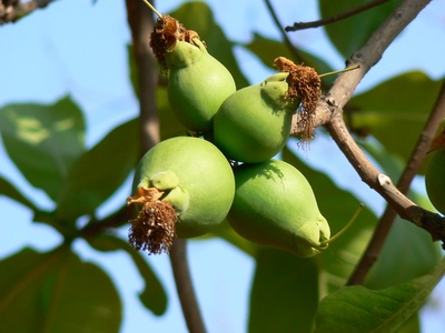Pilu Fruit