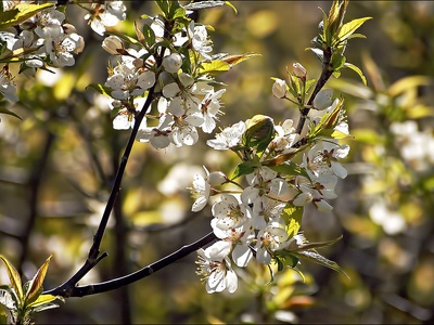 Pin Cherry