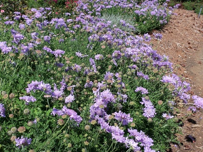 Pincushion Flower