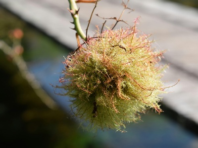 Pincushion moss