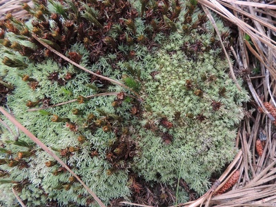 Pincushion Moss