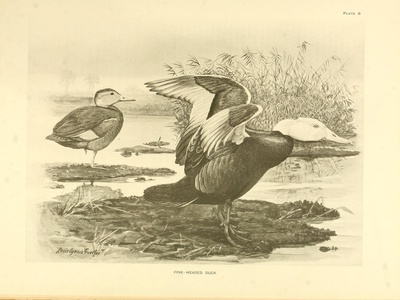 Pink-headed Duck