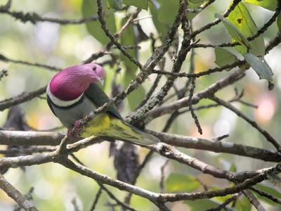 Pink-headed Fruit Dove