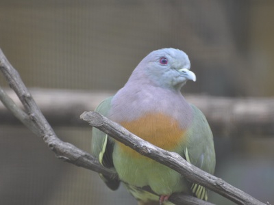 Pink-necked Green Pigeon