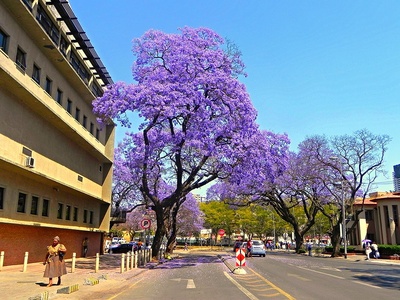 Pink Jacaranda