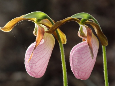 Pink Lady's Slipper