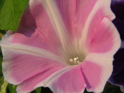 Pink Morning Glory