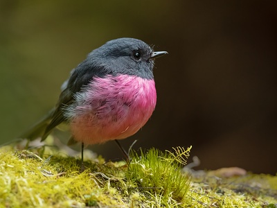 Pink Robin