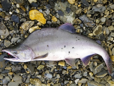 Pink Salmon
