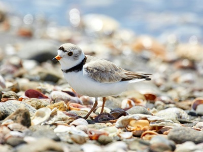 Piping Plover