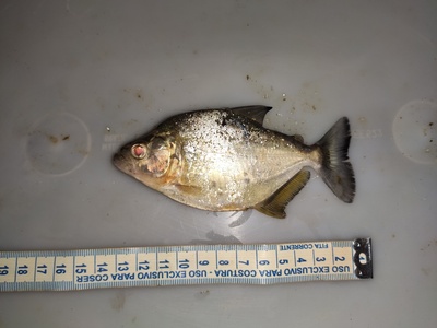 Piranha-branca