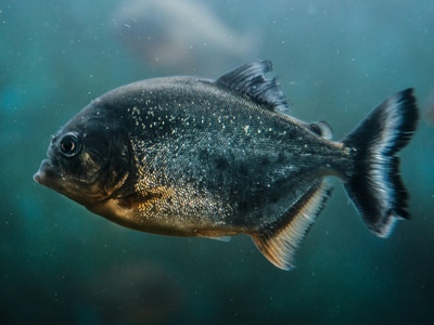Piranha