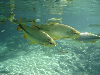Piraputanga