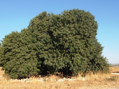 Pistacia Atlantica