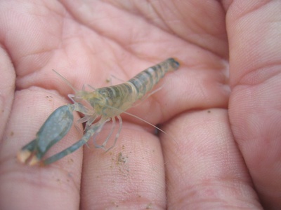 Pistol shrimp