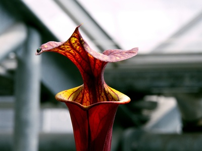 Pitcher Plant