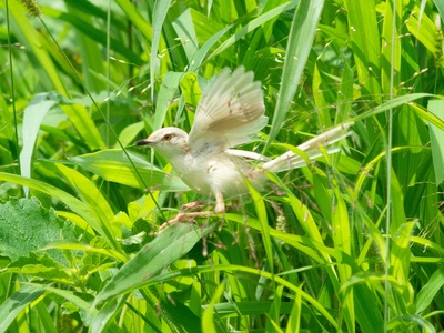 Plain Prinia