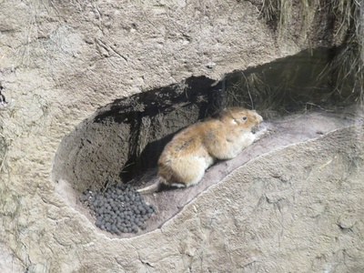 Plains pocket gopher