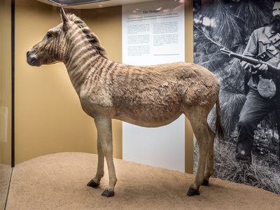 Plains zebra